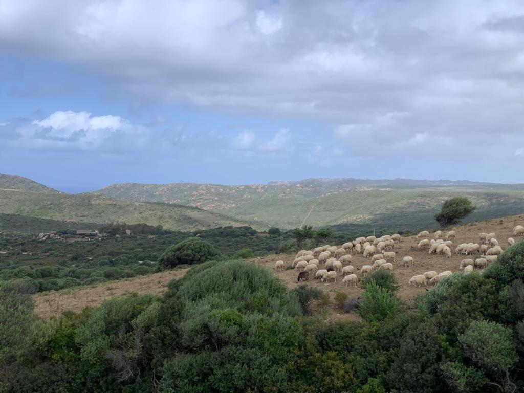 Isola Rossa Appartamenti Paduledda Exterior foto